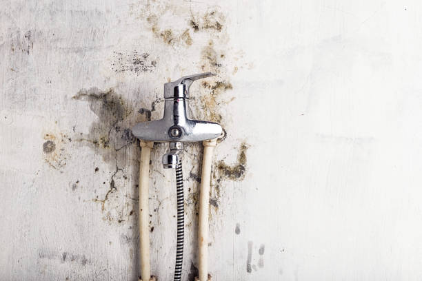 Best Certified Mold Removal  in Springfield, MO
