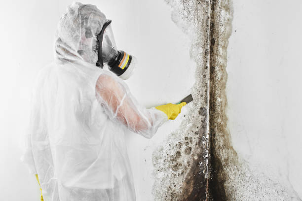 Mold Testing and Removal in Springfield, MO