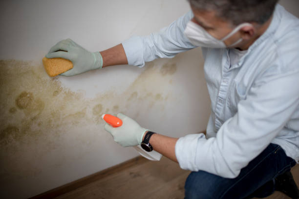 Best Mold Damage Repair  in Springfield, MO