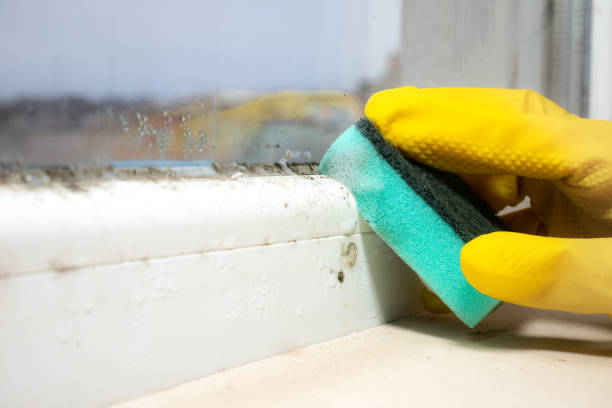 Best Home Mold Removal  in Springfield, MO