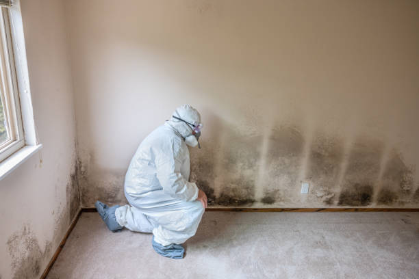 Mold Removal Process in Springfield, MO