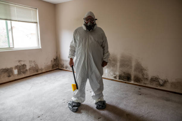 Best Affordable Mold Removal  in Springfield, MO