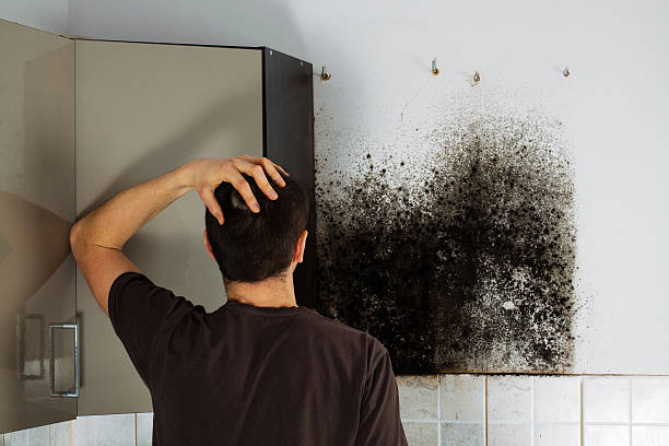 Best Black Mold Removal  in Springfield, MO
