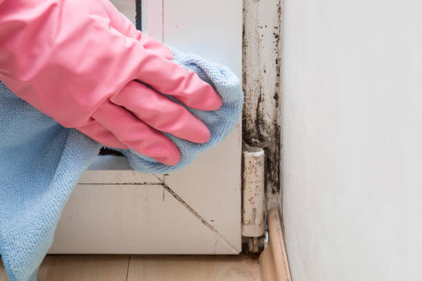 Best Mold Testing  in Springfield, MO